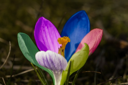 multicolor-flower