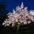 20190418-magnolie-klostergarten-fullsize.jpg