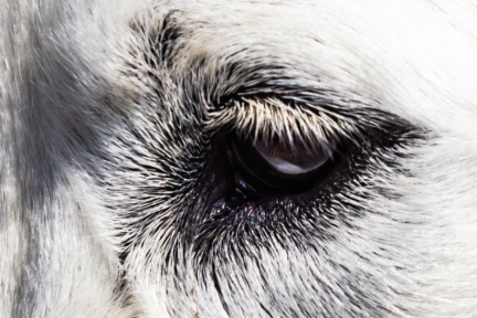 20190414-kbk-60D-013