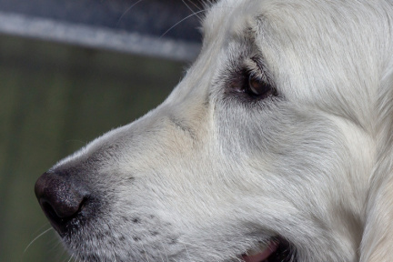 20190414-kbk-60D-012