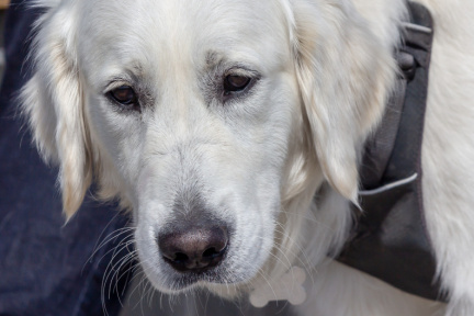 20190414-kbk-60D-011